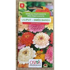 Ostálka pompónkovitá Lilliput směs