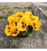 Květinová vazba - macešky žluté