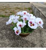 Květinová vazba - macešky bílé