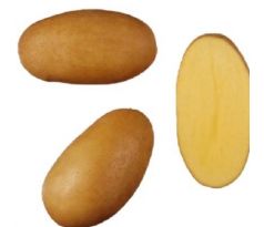 Sadba brambor Monika 5 kg