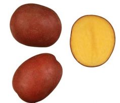 Sadba brambor Red Anna 5 kg