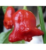 Chilli paprička Rosenchilli