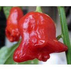 Chilli paprička Rosenchilli