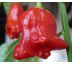 Chilli paprička Rosenchilli