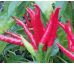 Chilli paprička Piri Piri