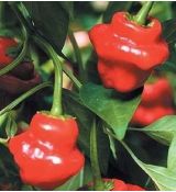 Chilli paprička Jamaican Red