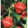 Chilli paprička Jamaican Red