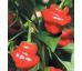Chilli paprička Jamaican Red