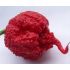 Chilli papričky MIX