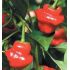 Chilli papričky MIX