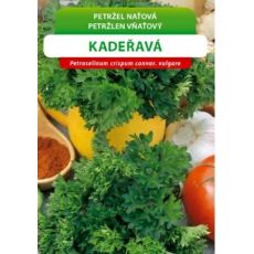 Petržel naťová KADEŘAVÁ