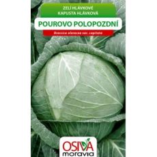 Zelí POUROVO POLOPOZDNÍ bílé