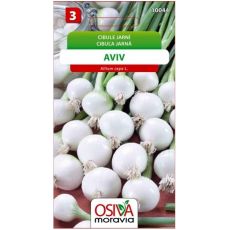 Cibule jarní AVIV