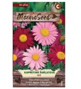 Kopretina šarlatová Mix