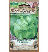 Salát hlávkový APOLLO