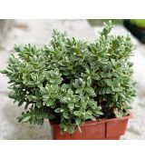 HEBE TOPIARIA