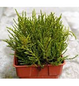 HEBE OLE – OCHRACEA STIRLING