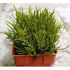 HEBE OLE – OCHRACEA STIRLING