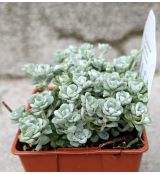 SEDUM SPATHULIFOIUM "CAPE BLANCO"